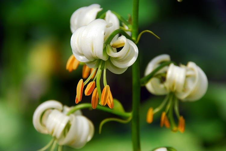 Lilium martagon 'Album' (Martagon Lily)